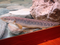 polypterus Palmas