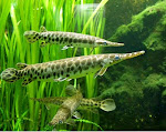 Alligator gar / Atractosteus spatula