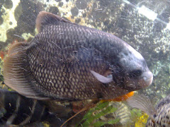 Foto Fábio Rocha / Gourami Gigante / Osphronemus goramy