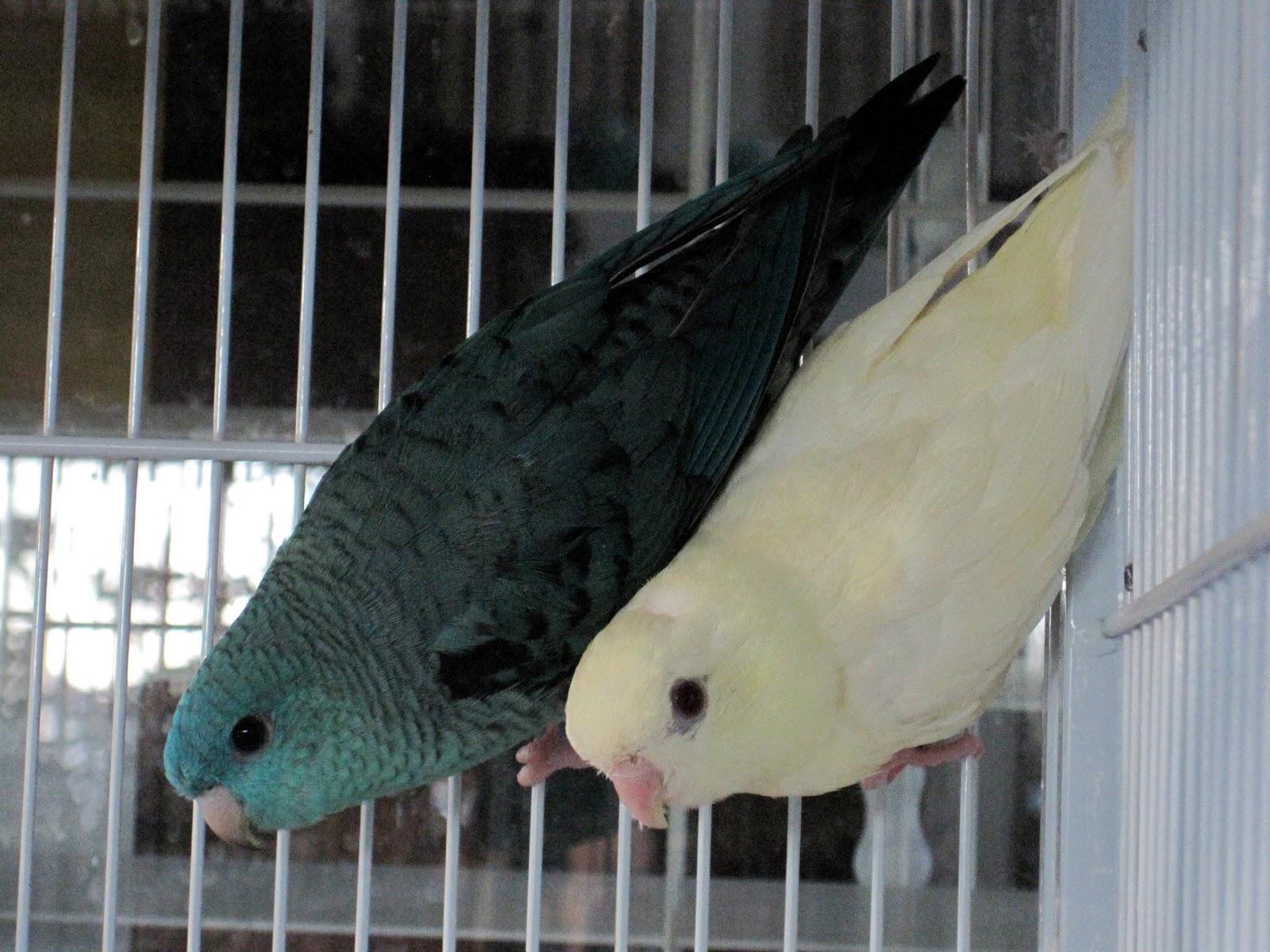 Happy Bird Place Finch and Grasskeet Blog New feathered friends...