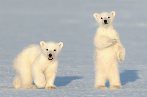 Animals-Polar-Bears.jpg