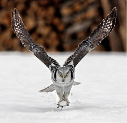 flying birds animals owl bird fly animal flight awesome cool بومه pretty