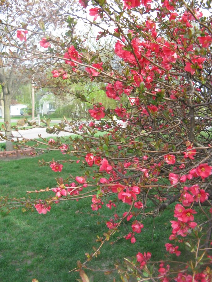 The Grove Japanese Quince!