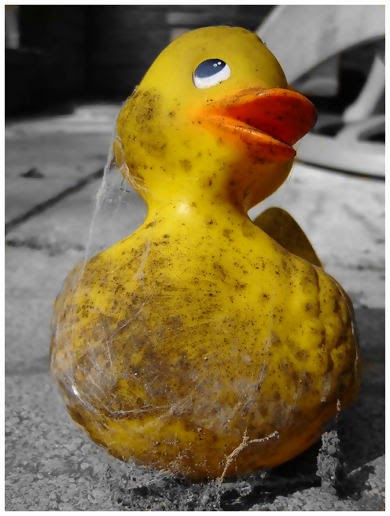 грязные утки. утки в грязи. чери вери утка. утки на воде. грязный утенок.