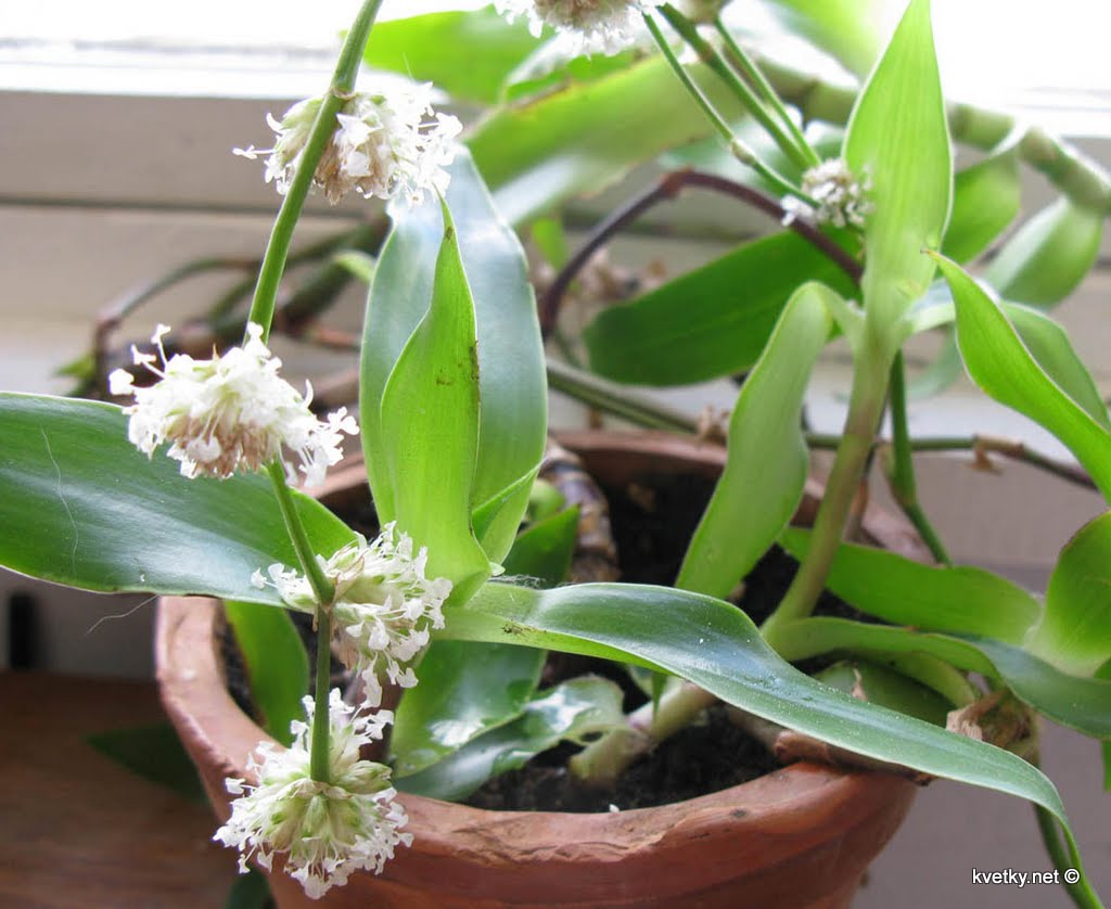 Каллизия душистая.(ЗОЛОТОЙ УС) в Москве