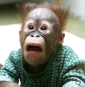 Shocked+monkey.jpg