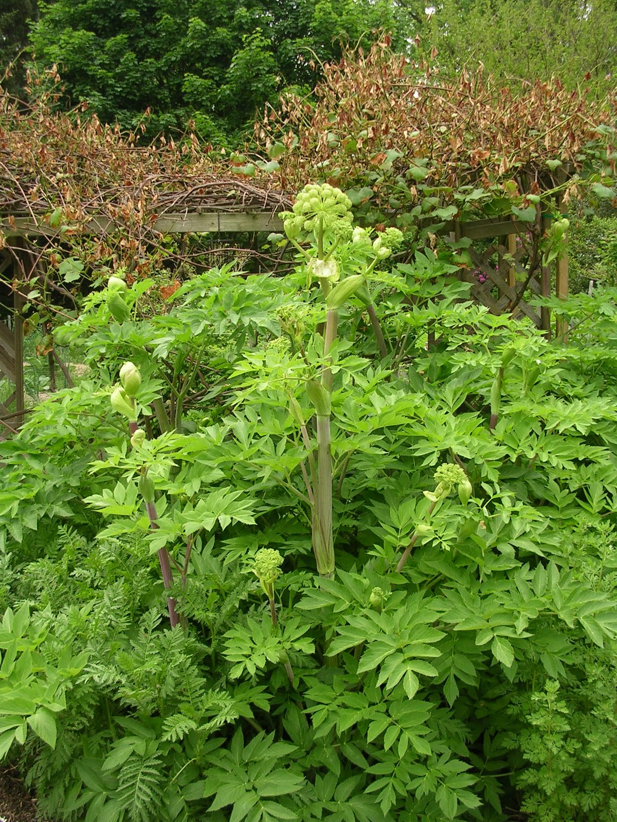 Lemon Verbena Lady's Herb Garden The Sweet Smell of Angelica!