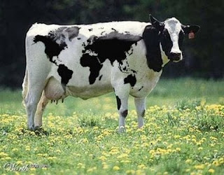 MUNDO ANIMAL...: Animales ovíparos y vivíparos