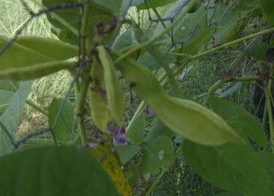 eight acres: top five vegetables for beginner gardeners in the sub-tropics