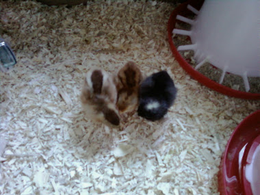 Chick Pictures