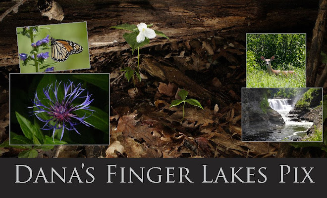 Dana's Finger Lakes Pix