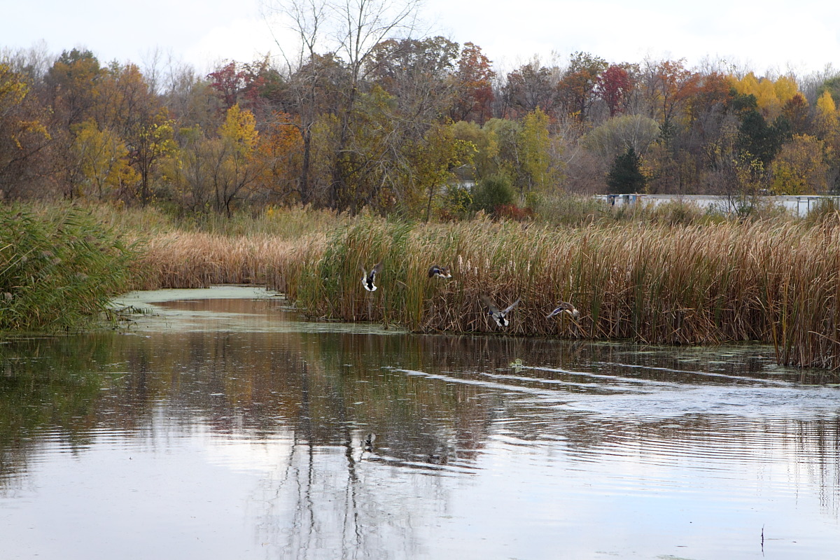 Dana's Finger Lakes Pix A misty day in the Victor Park.