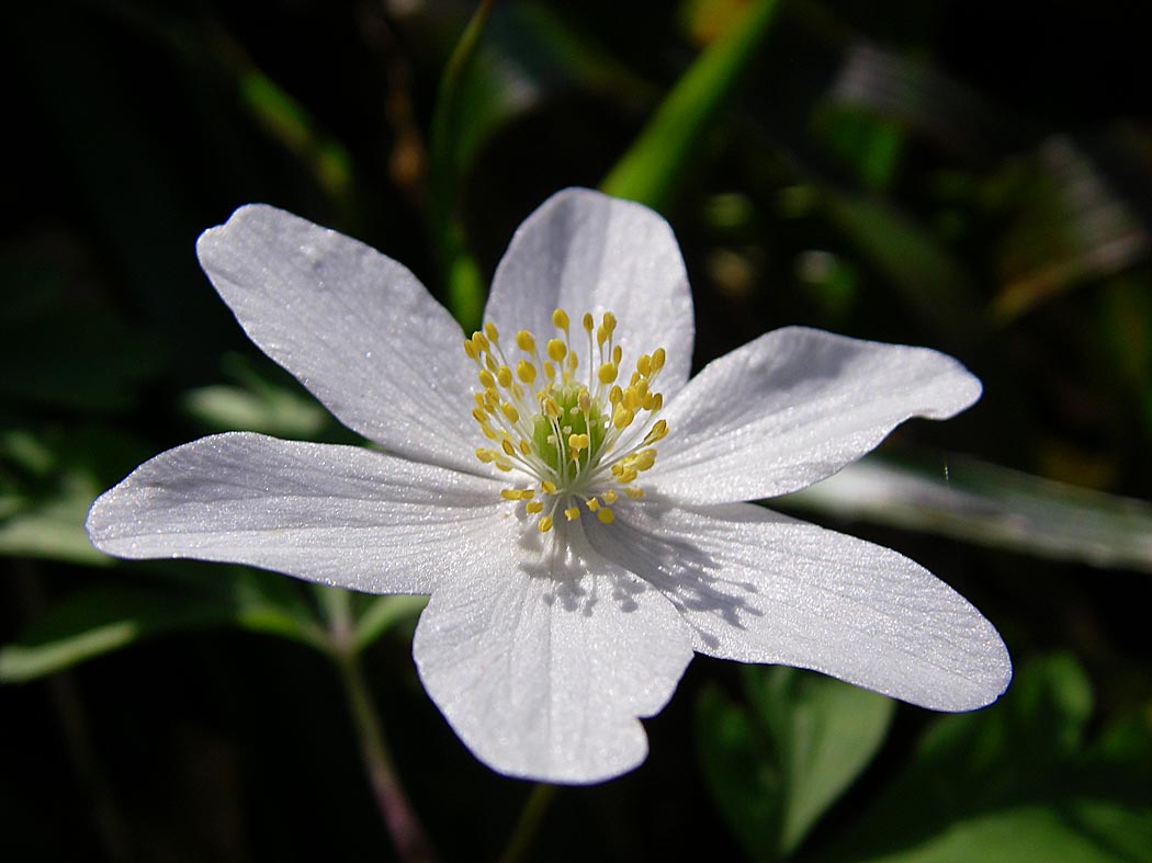 A Digital Botanic Garden Wood Anemone, Anemone nemorosa