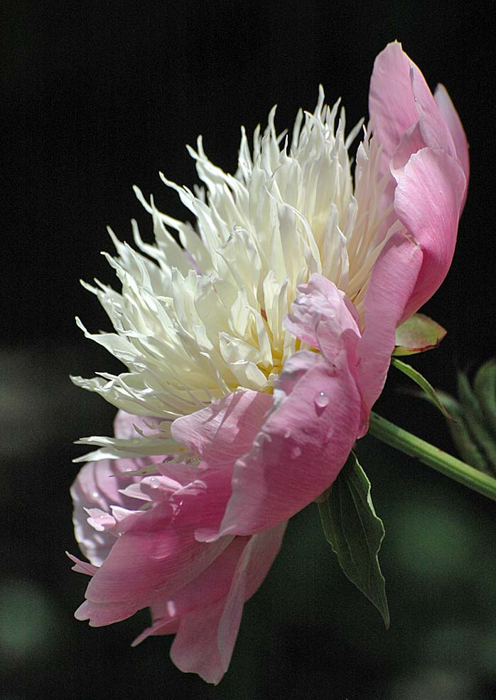 A Digital Botanic Garden: Peony, Paeonia lactiflora