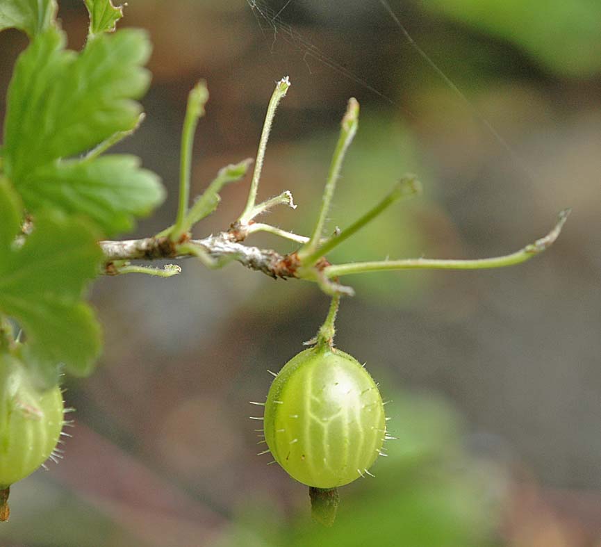 CABINET OF CURIOSITIES: Gooseberry sawfly