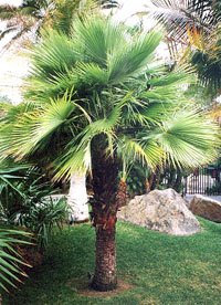 Sinaloa Hesper Palm Tree