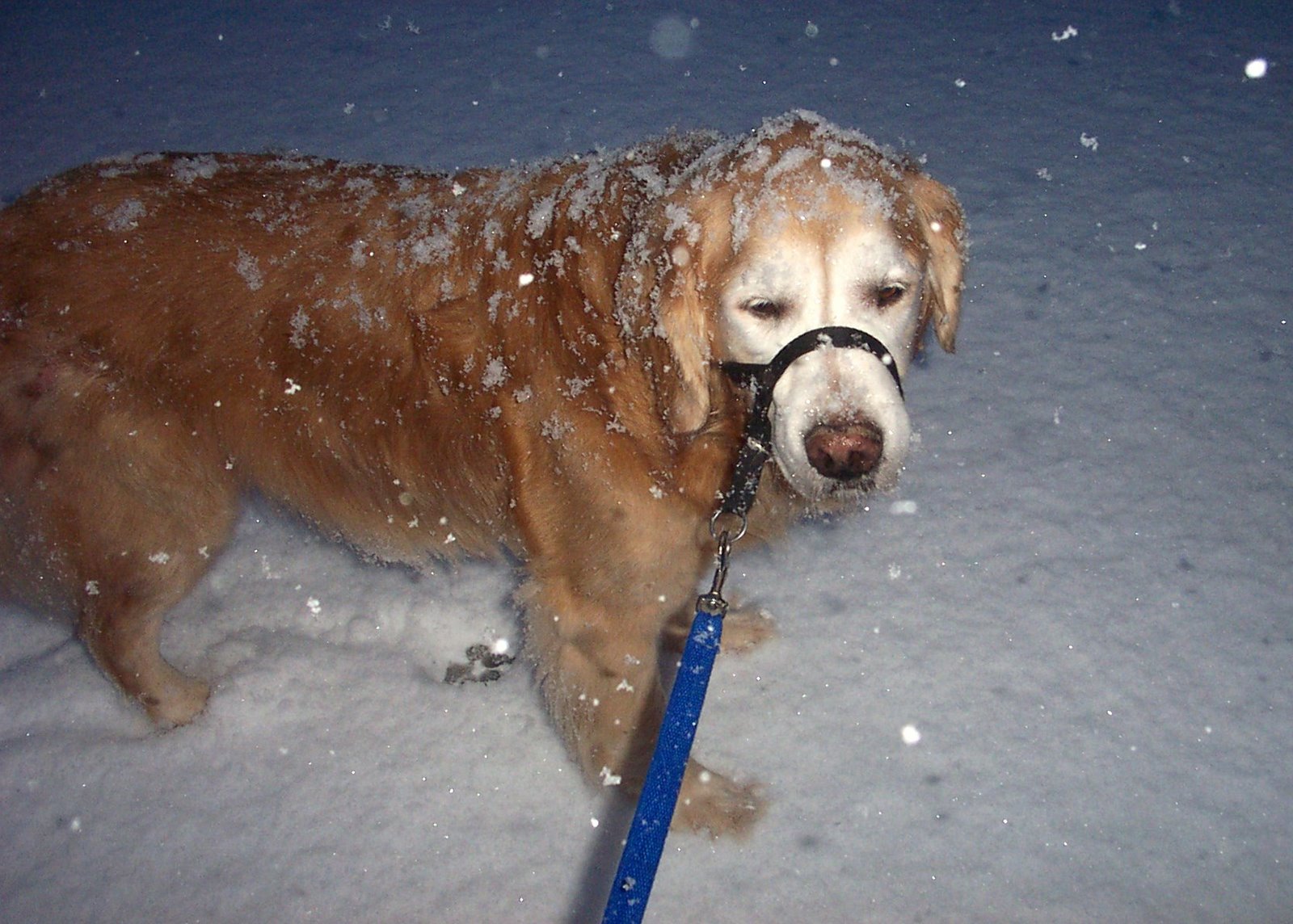 [07+Snow+-+On+the+Dog.JPG]