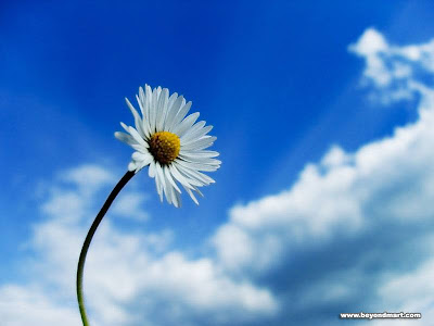 Wallpaper Flowers Images on Flower Sky Wallpaper Image Photo Pic Nice Wallpapers Of Flowers