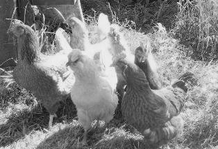 How about six trained chickens?