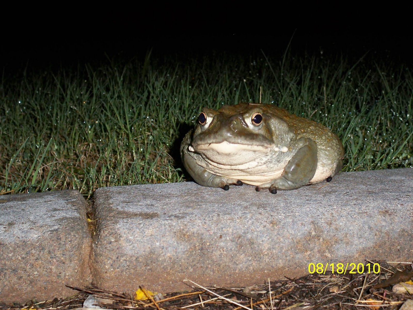 The Olsen Family Frog Hunting!