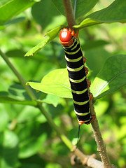 Large Caterpillar, Dominica