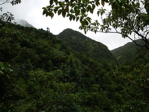 Morne Trois Piton National Park