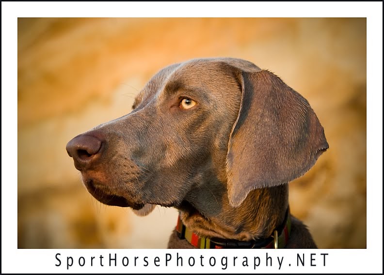 Sporthorsephotography.net: 2011 Weimaraner Calendar Sporthorsephotography.net: 2011 Weimaraner Calendar