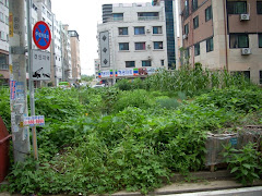 Once fallow field July 2008