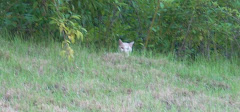 A wild cat in Suwon