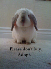 HOW TO CARE FOR YOUR HOUSE BUNNY-ebook.