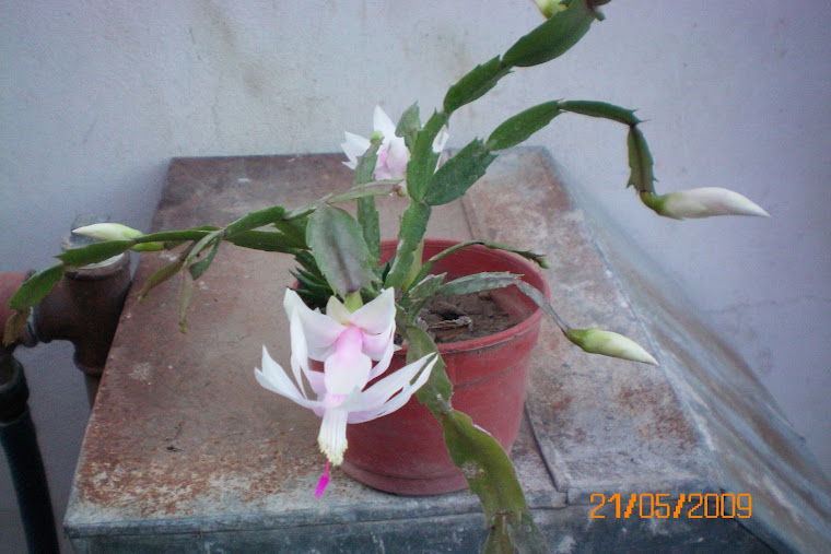 cactus epífito