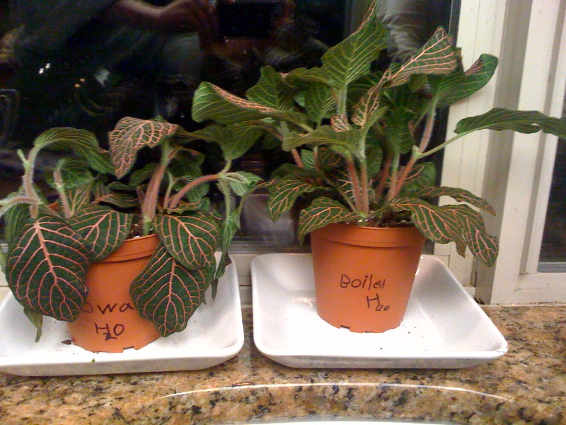 Plant Experiment With Microwaved Water