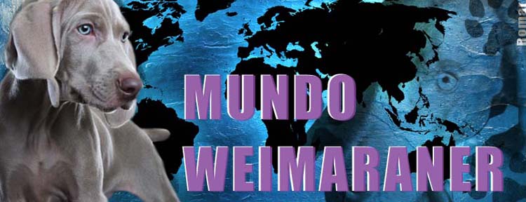 Mundo Weimaraner