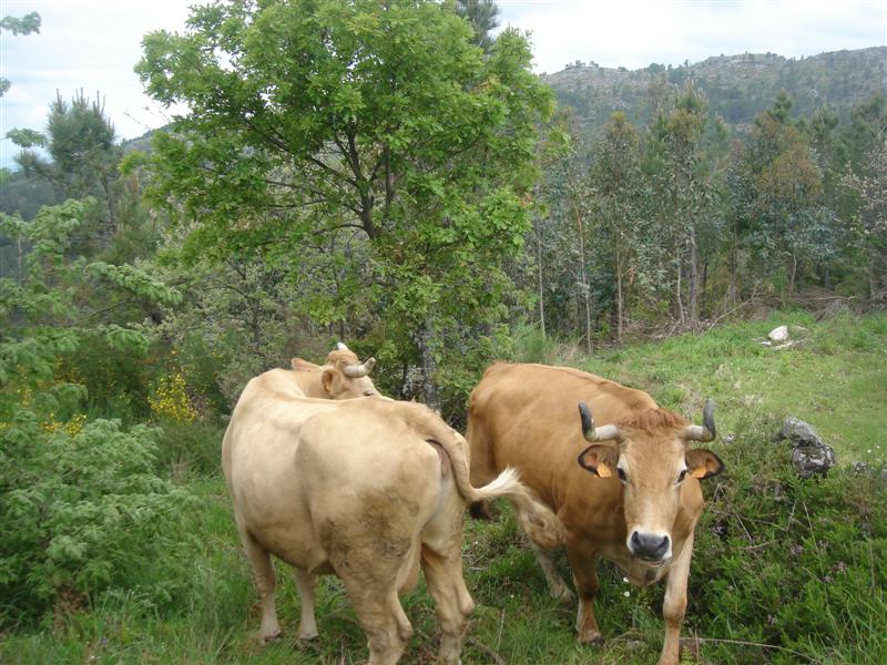 [Caramulinho+10+maio+104+(Medium).jpg]