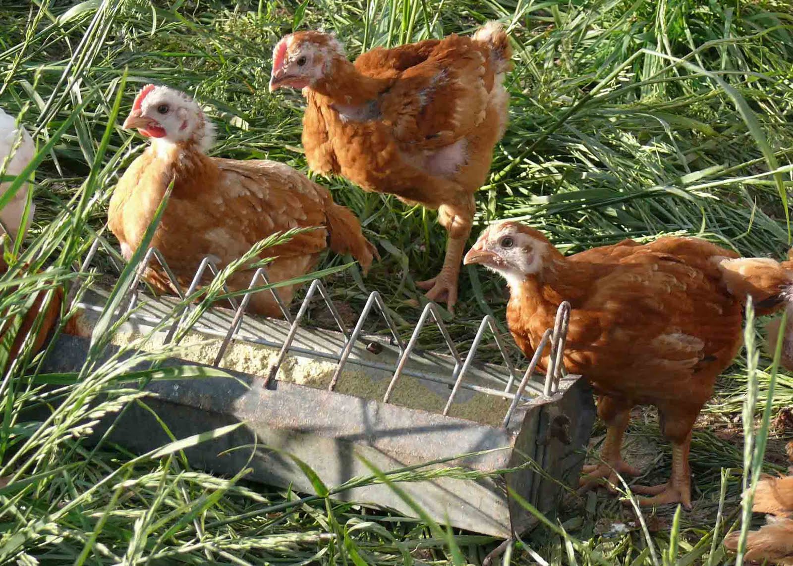 Whitmore Farm Selling chicken in Maryland