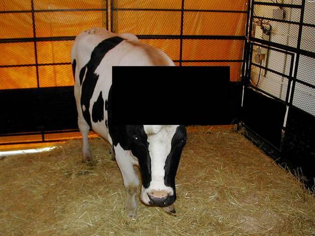 Pix Grove: Strange Cow