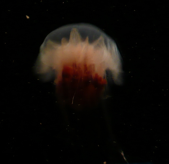 [editedjellyfishP1090736.JPG]