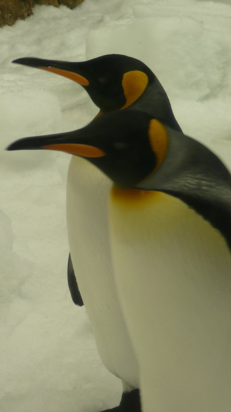 [P1090685.JPG]