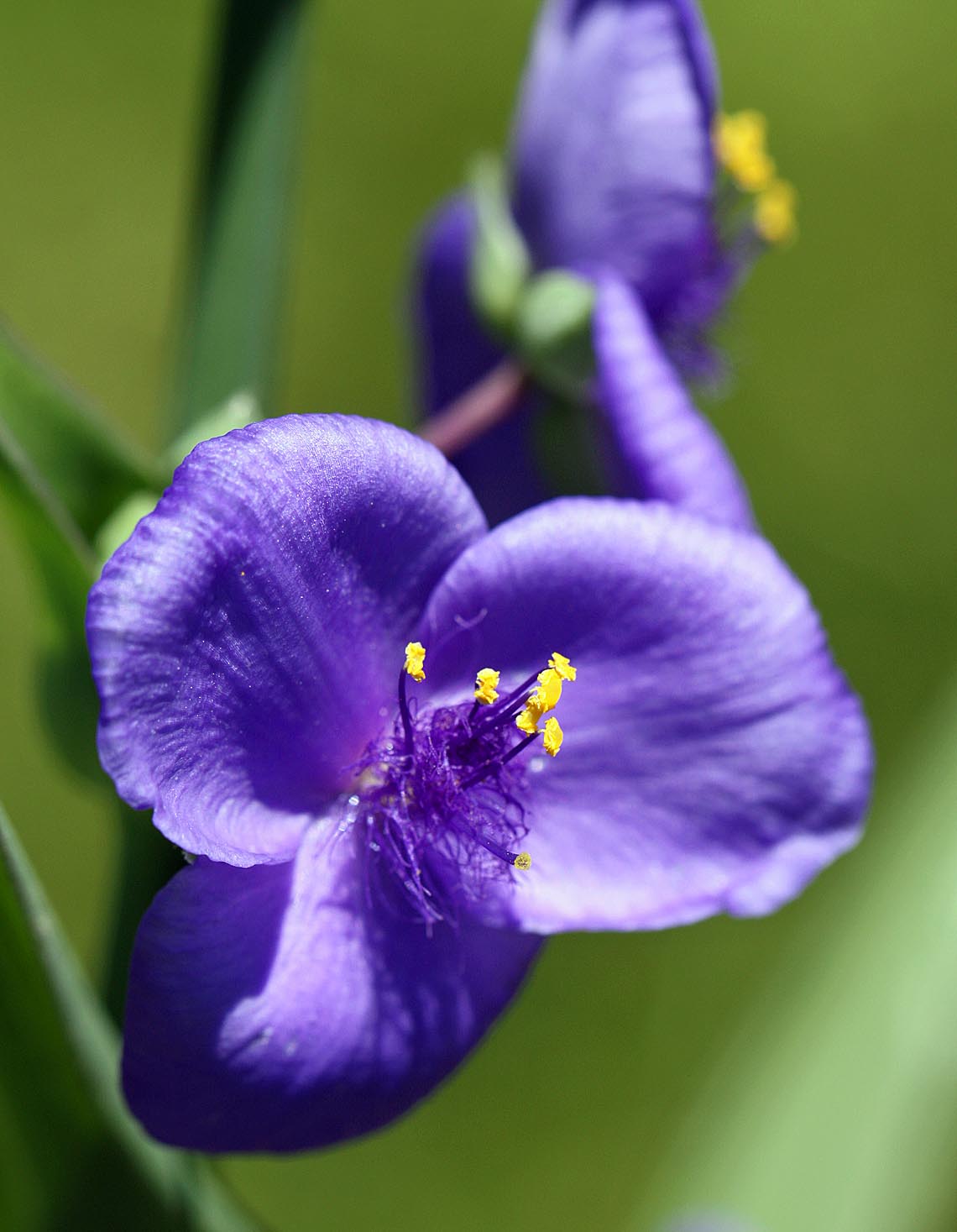 Southern Lagniappe A Beautiful Flower with an Ugly Name