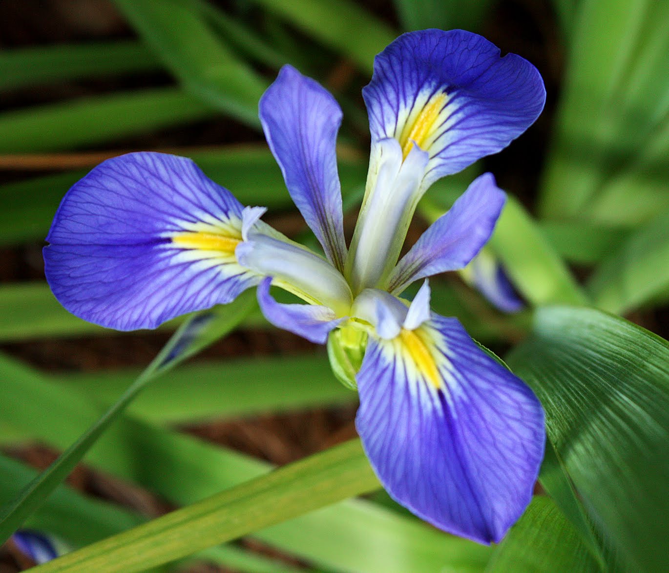Southern Lagniappe The Ultimate FleurdeLis