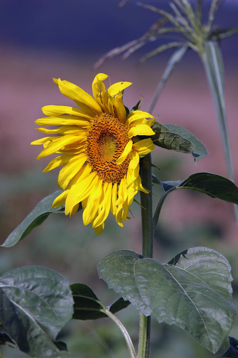Mississippi Delta Sunflower