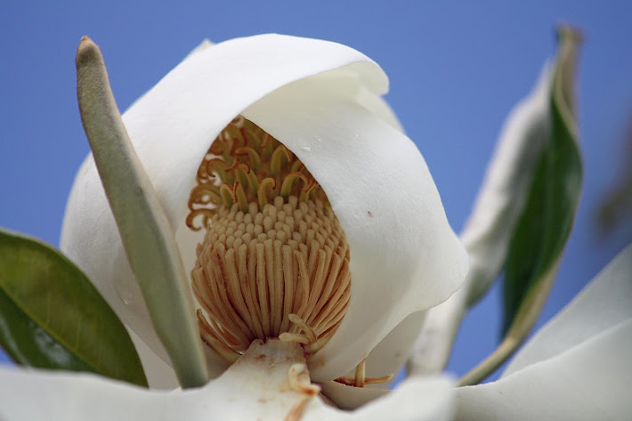 The Heart of a Magnolia