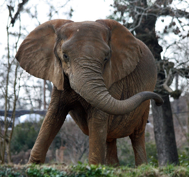 Elephant, Jackson, Mississippi Zoo