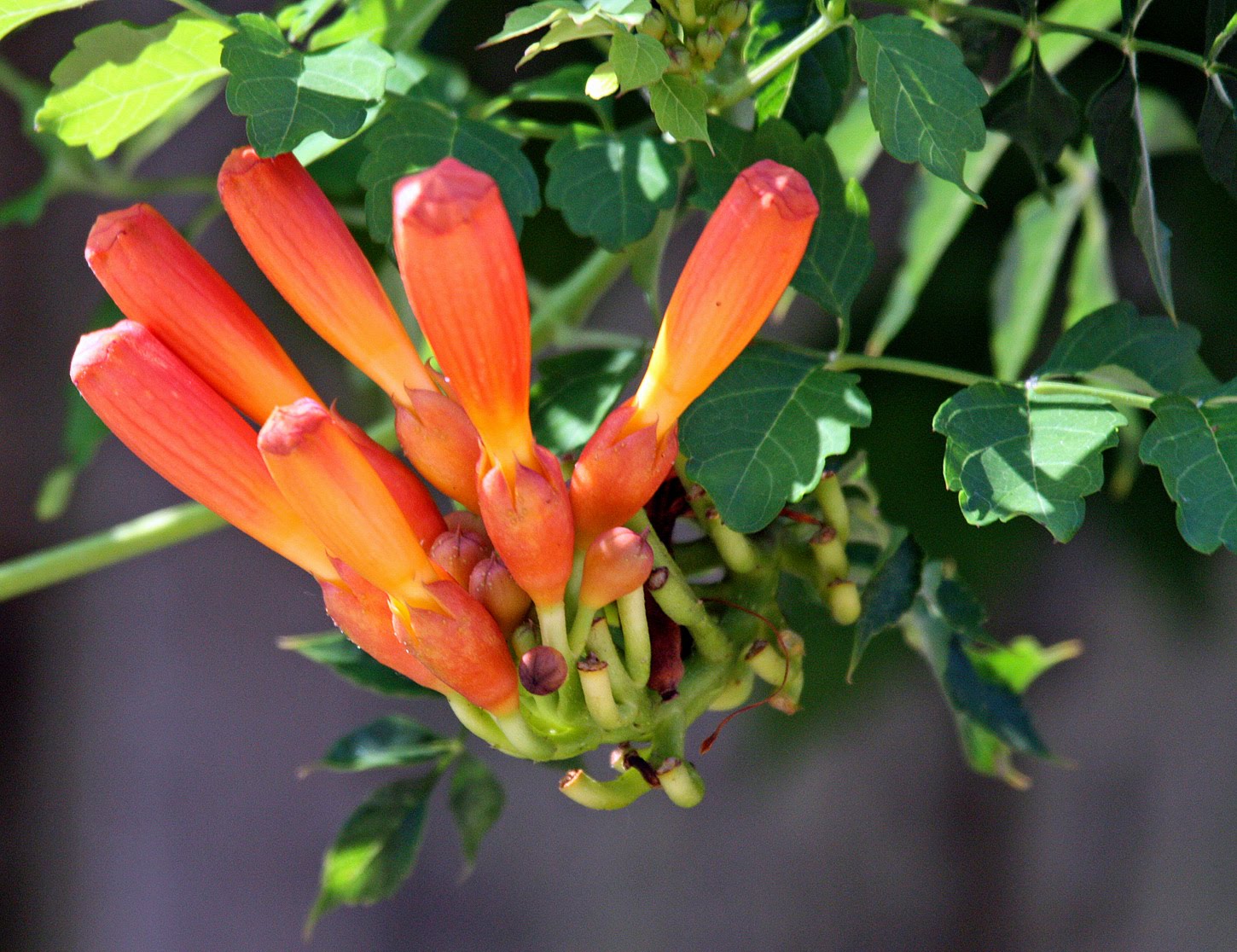 Southern Lagniappe Song of the Trumpet Vine