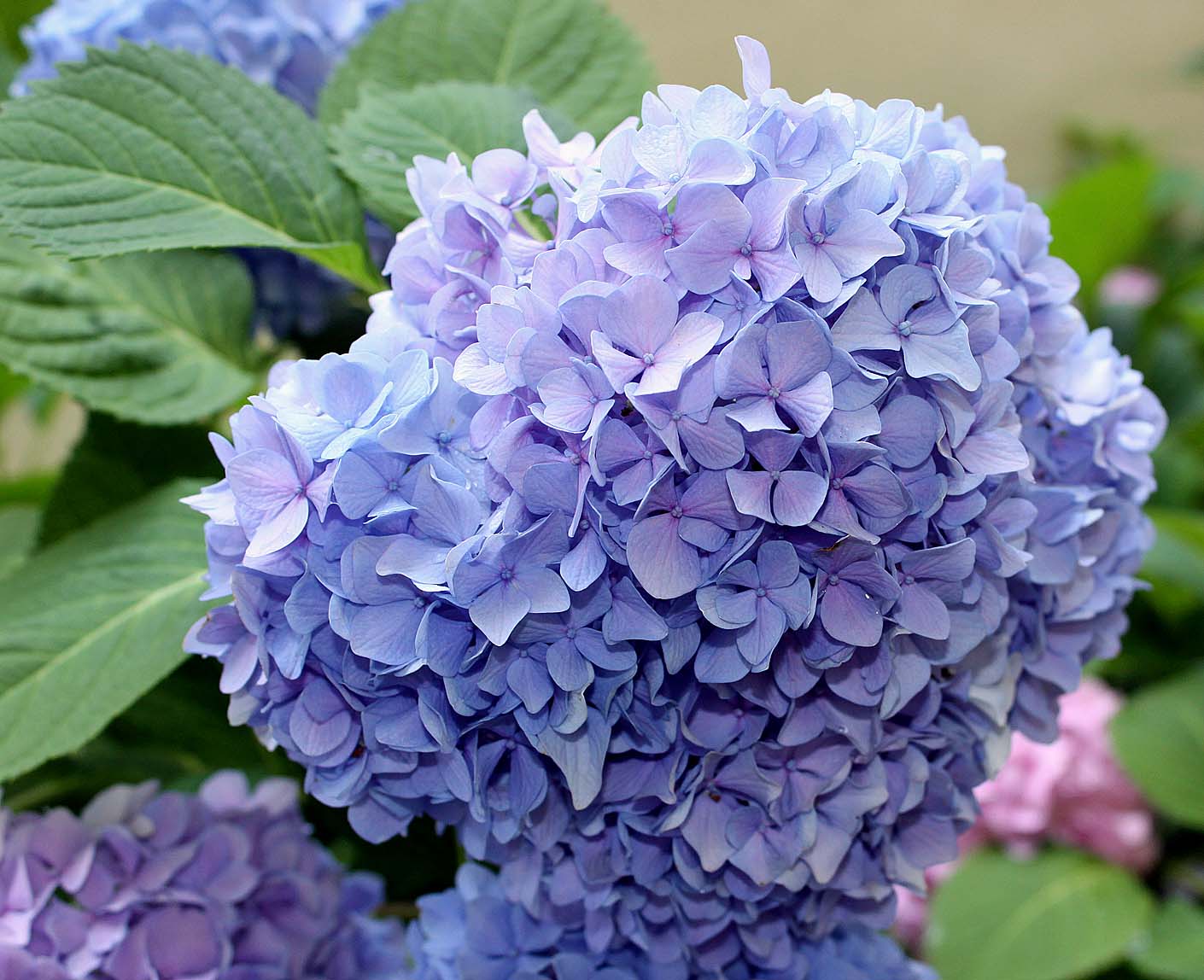 Southern Lagniappe Blue Hydrangeas
