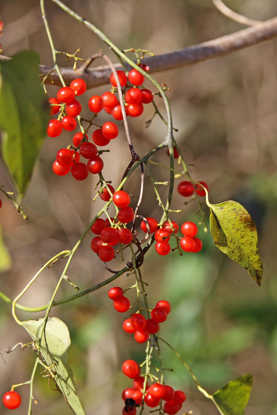 Southern Lagniappe December Lagniappe Vines and Berries