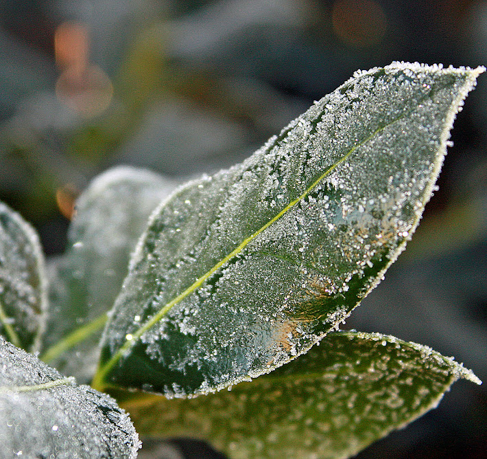 Frosted Holly Leaf