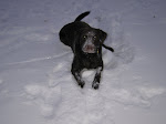 Snow Dog-Jan, '08