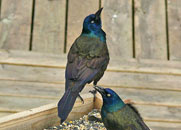 Grackle Guys