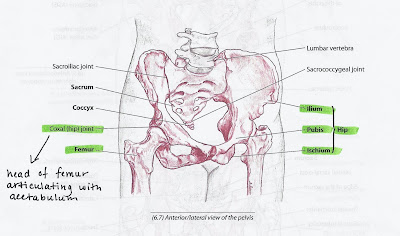 Keeping in Touch: Anatomy Lesson: The Hip Joint